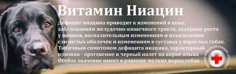 Витамины для собак а, в, с, д, е, н значения, свойства и потребности у пород