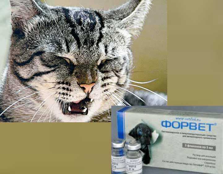 Кровь из носа у кошки
