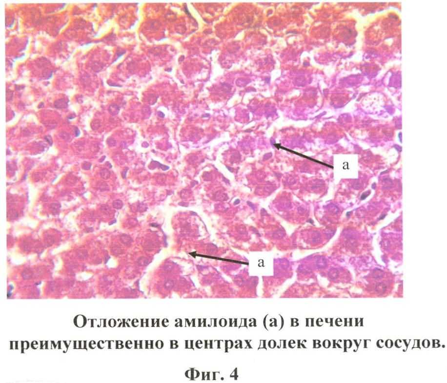 Болезни почек у кошек