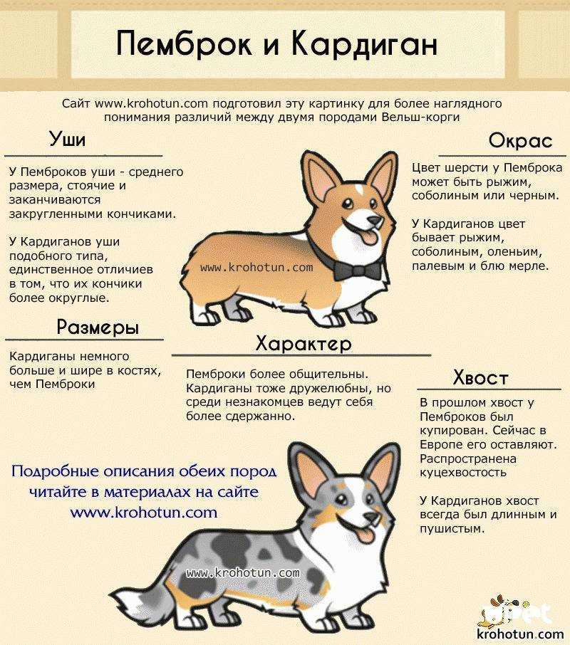 Вельш корги пемброк фото, описание породы, отзывы, характер пастушьей собаки