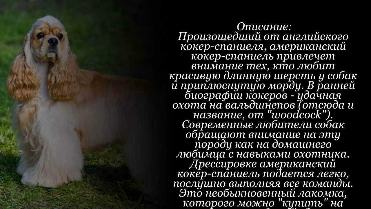 Американский кокер-спаниель