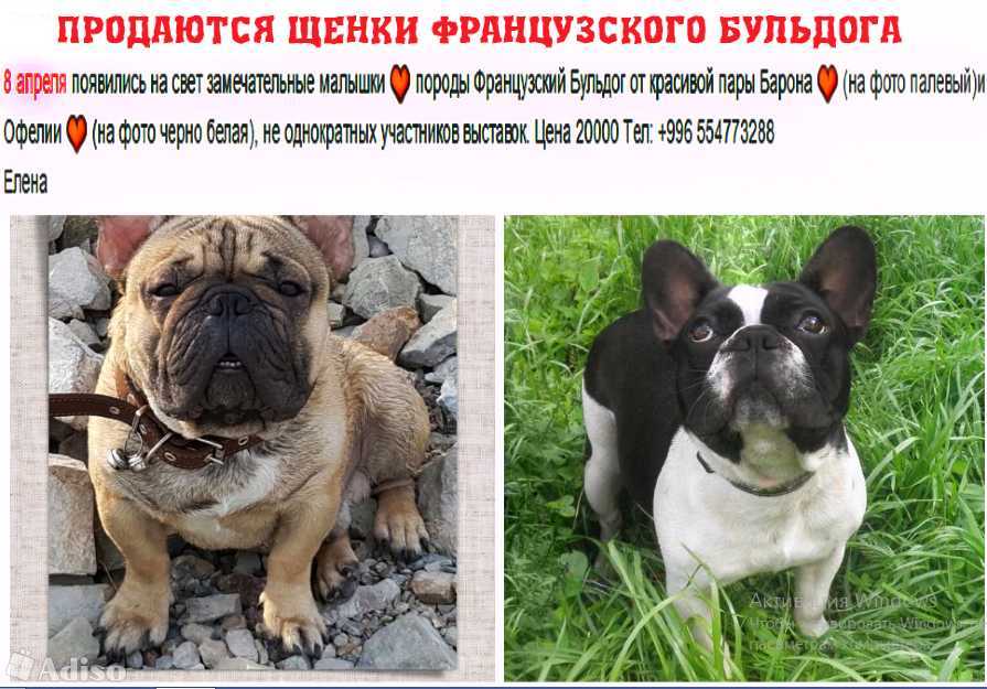 Плюсы и минусы собак породы французский бульдог
плюсы и минусы собак породы французский бульдог