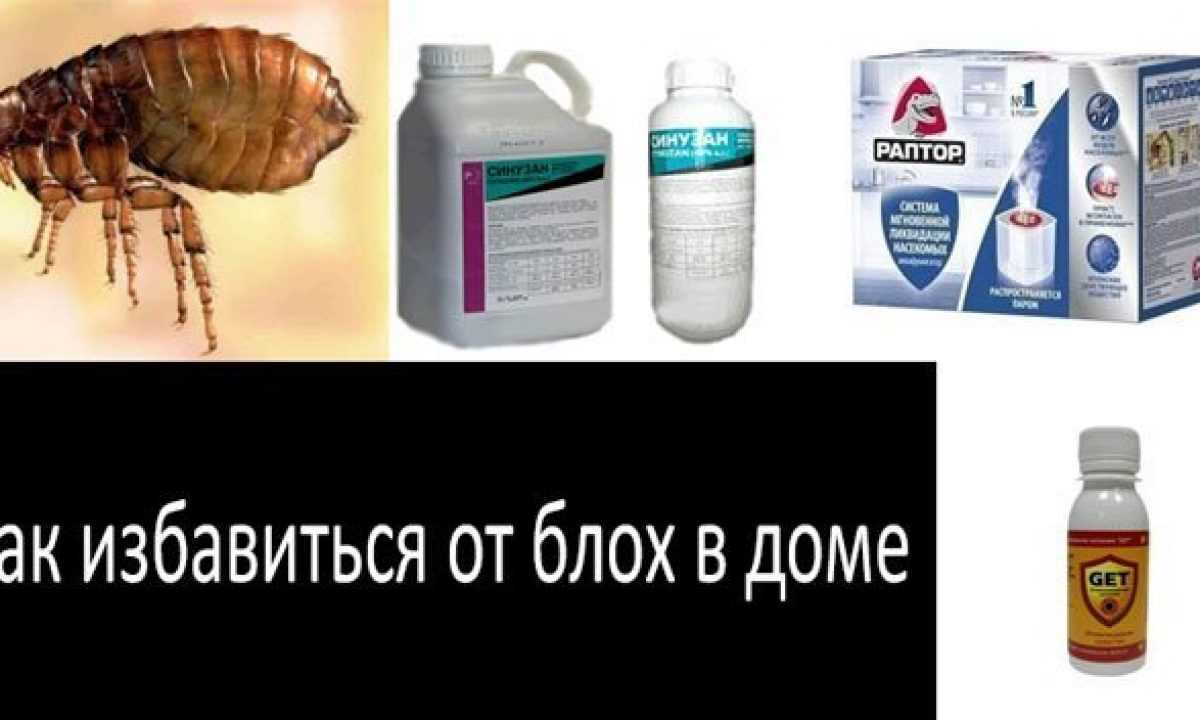 Как избавиться от блох и клещей у кошек