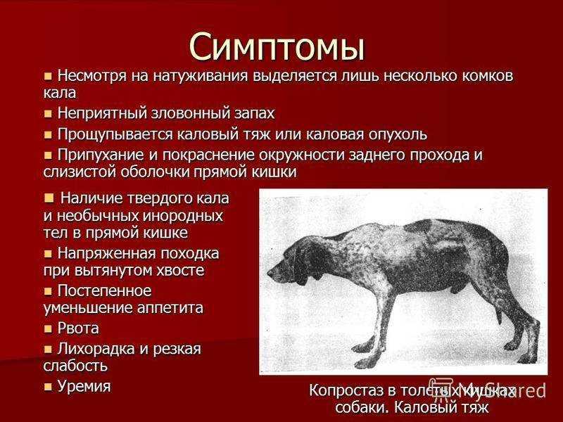 Чумка у собак: первые признаки, симптомы и лечение