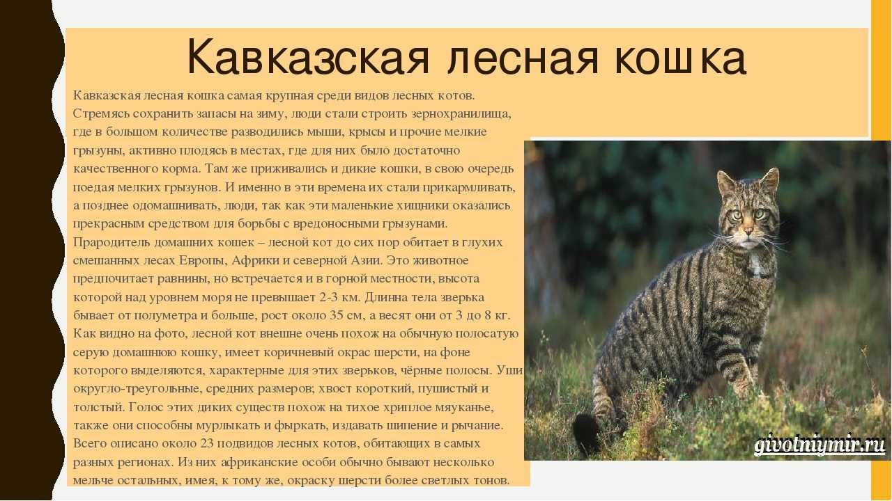 Кавказский лесной кот: 43 фото, описание, окрас, характер, среда обитания