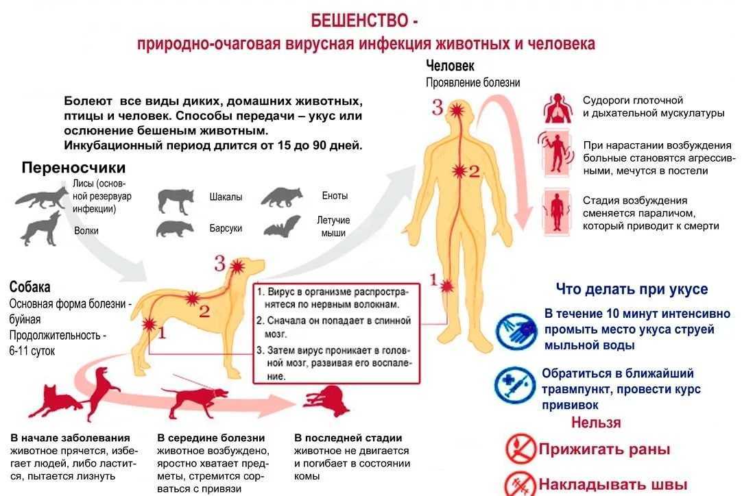 Основные инфекционные заболевания у собак: список самых распространенных инфекций (симптомы, диагностика, лечение) | ваши питомцы
