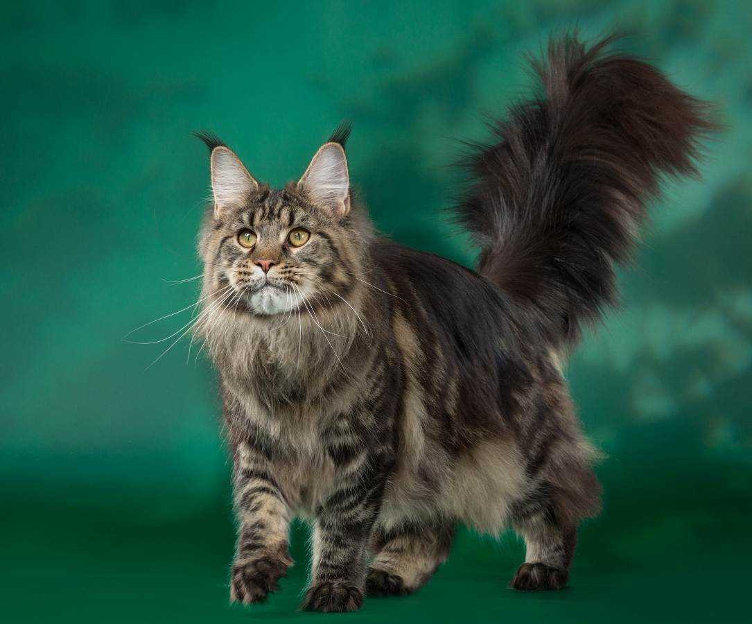Мейн-кун