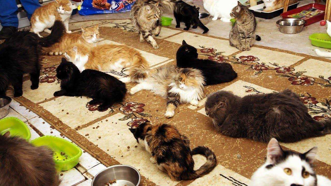 Куда пристроить котят: 5 вариантов обеспечения кошек новым домом.2