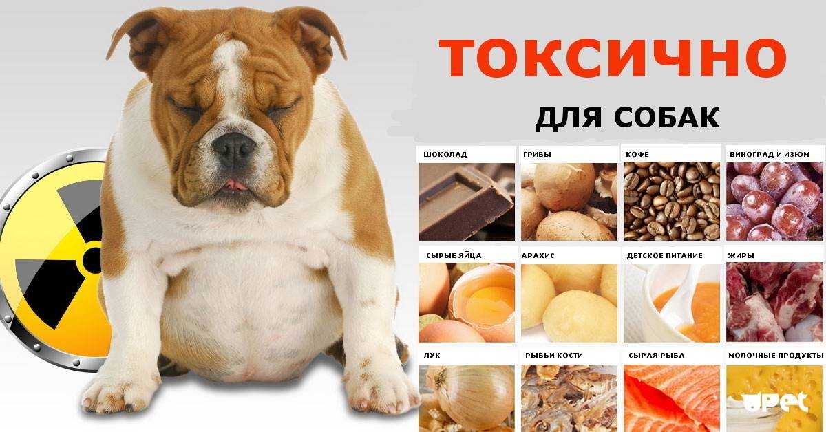 Наиболее распространенные болезни старых собак и их симптомы