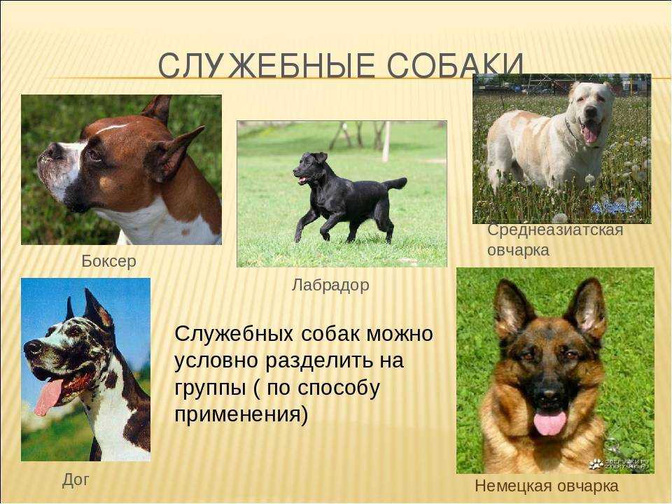 Профессии собак: служебные, охотники, ищейки, спасатели, врачи, пастухи, поводыри, ездовые