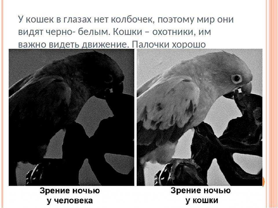 ᐉ какие цвета видят кошки? - ➡ motildazoo.ru