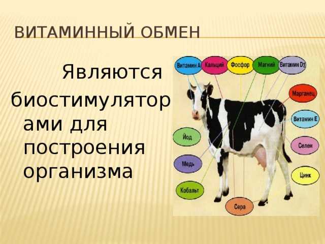 Нарушение обмена веществ [1991 слепнев н.к., зеньков а.в. - наши четвероногие друзья]