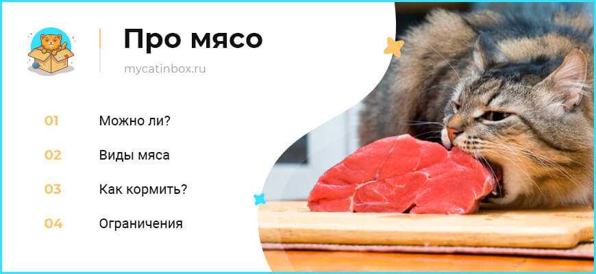 Можно ли кошкам сырое мясо | нпк "скифф"
