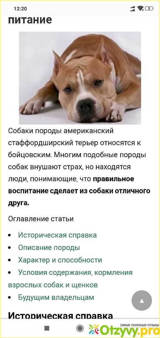 Американский стаффордширский терьер (амстафф): внешность, отличия, характер и правила выбора щенка