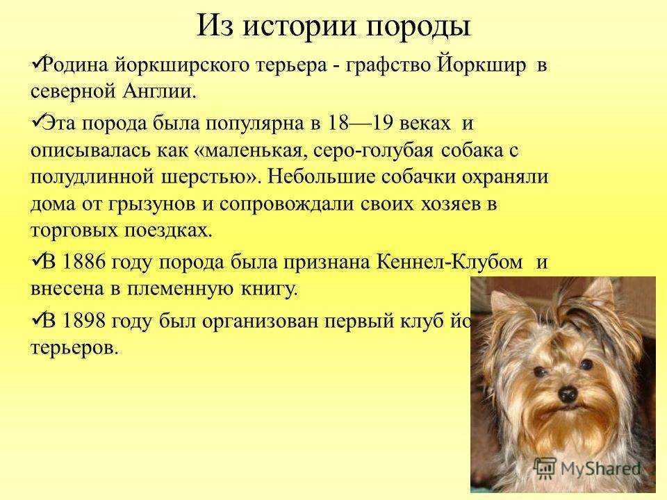 Йоркширский терьер: история, стандарт, характер, содержание и правила выбора щенка(+ фото) | ваши питомцы