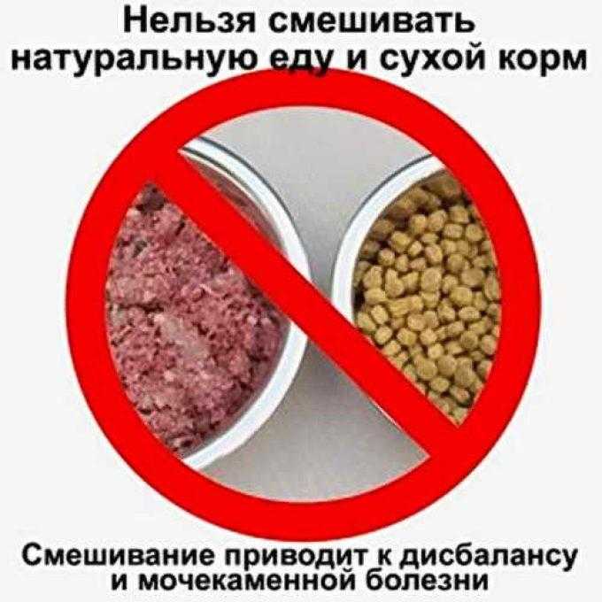 Можно ли кошкам давать собачий корм — что может случиться