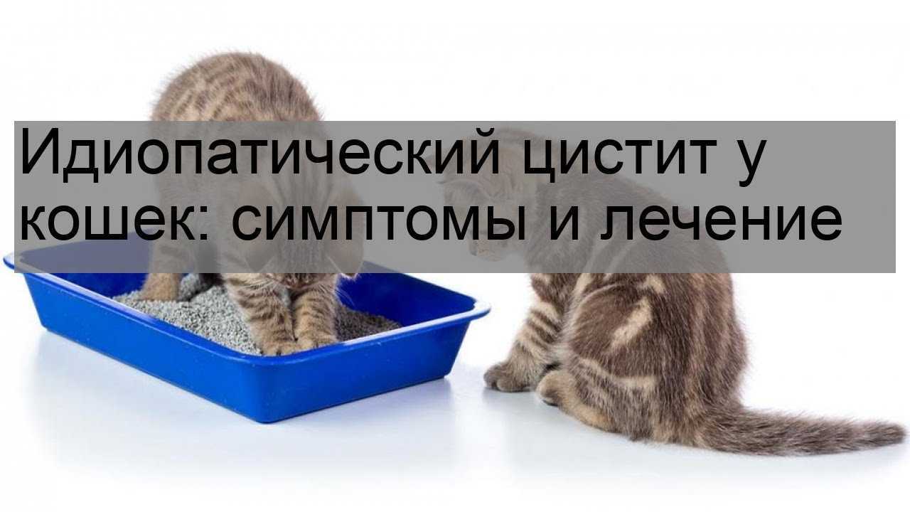 Цистит у кошки