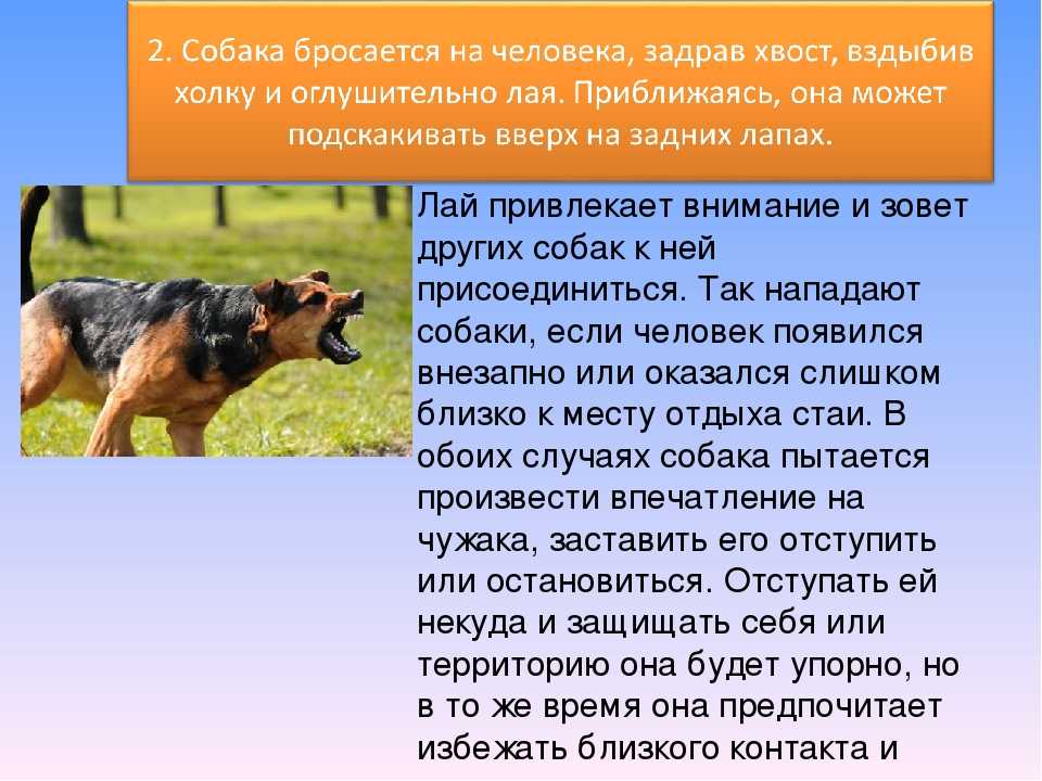 Собака кидается на других собак, что делать?