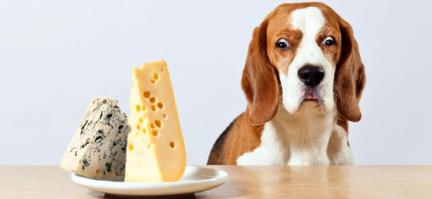 Молочные продукты для собак