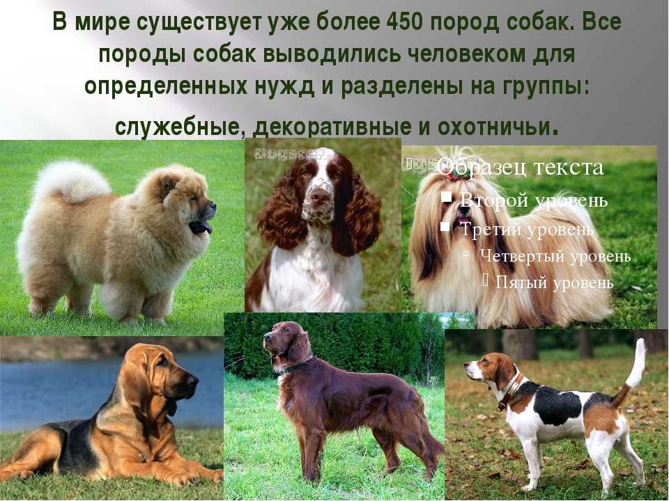 Самые популярные породы собак с фотографиями и названиями | в россии и в мире