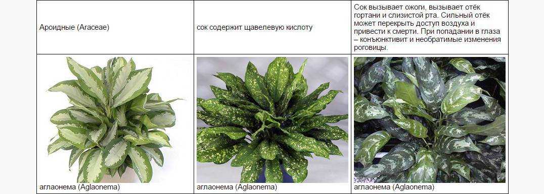 Опасные для кошек растения: каталог