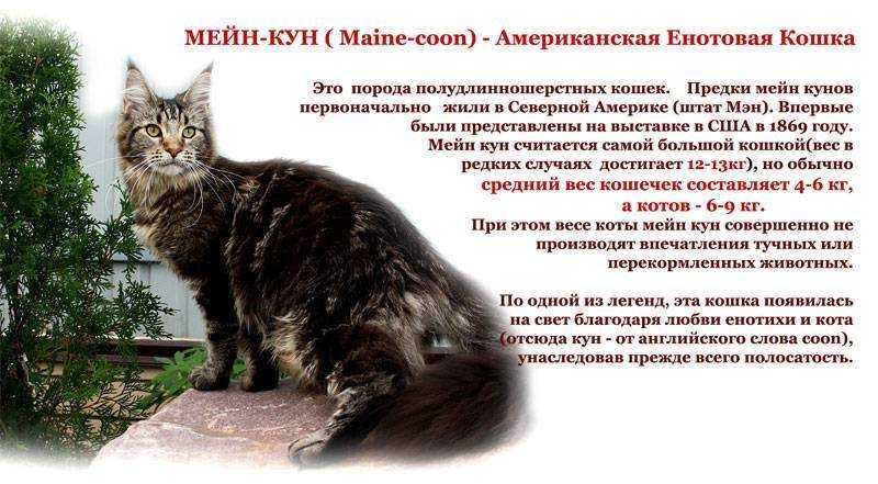 Оцикет: описание породы, характер кошки, советы по содержанию и уходу, фото ocicat