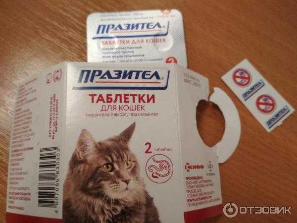 Таблетки от глистов для кошек: препараты для дегельминтизации, рекомендации и обзор, как давать таблетки кошке