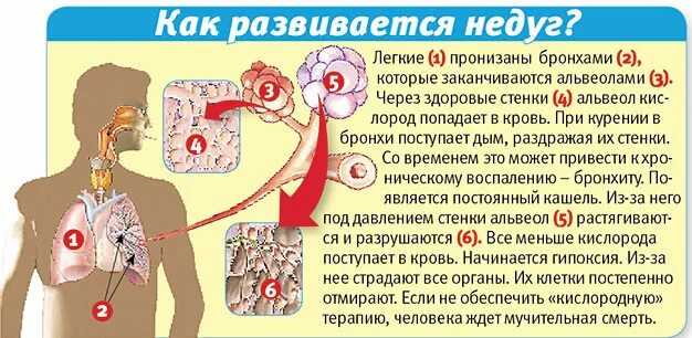 Почему собака высовывает язык и часто дышит в жару, при стрессе?