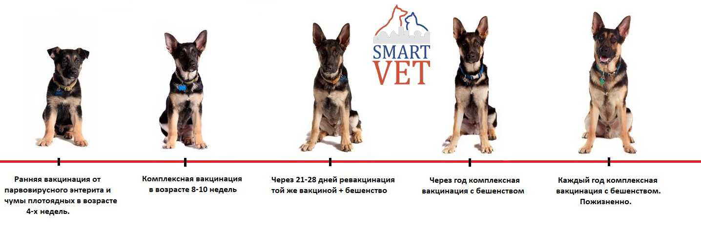 Нужно ли делать собаке прививки и зачем