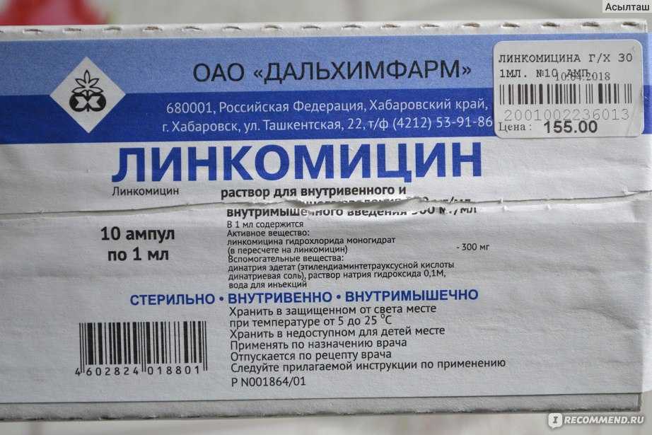 Обзор антибиотиков для кошек: популярные препараты и правила приема, противопоказания