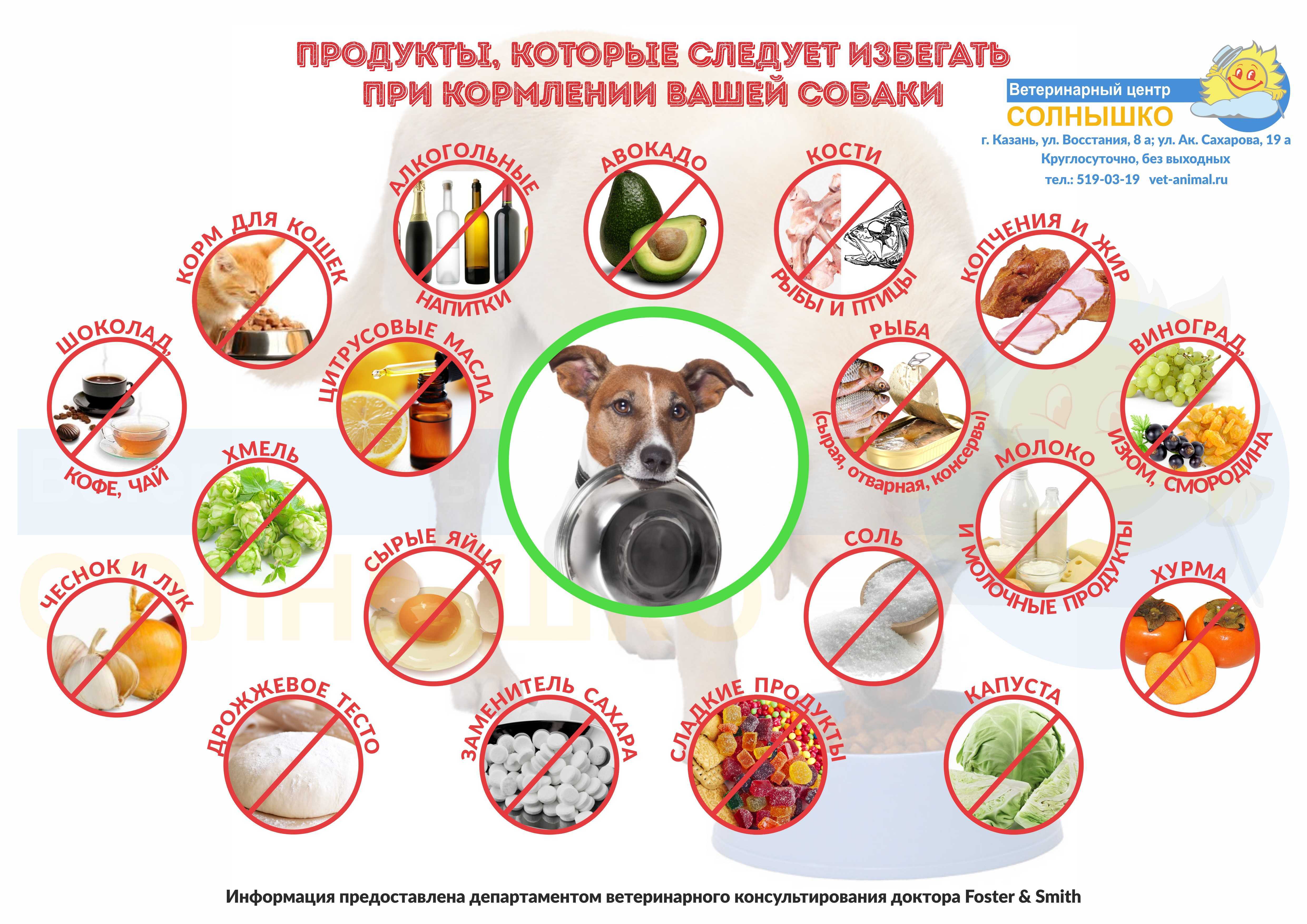 5 лучших овощей, которые дают собакам
