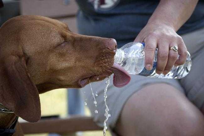 Почему собака пьет очень много воды? основные причины жажды у собак и тактика действий для владельцев животных. что делать, если пожилая собака начала много пить воды?