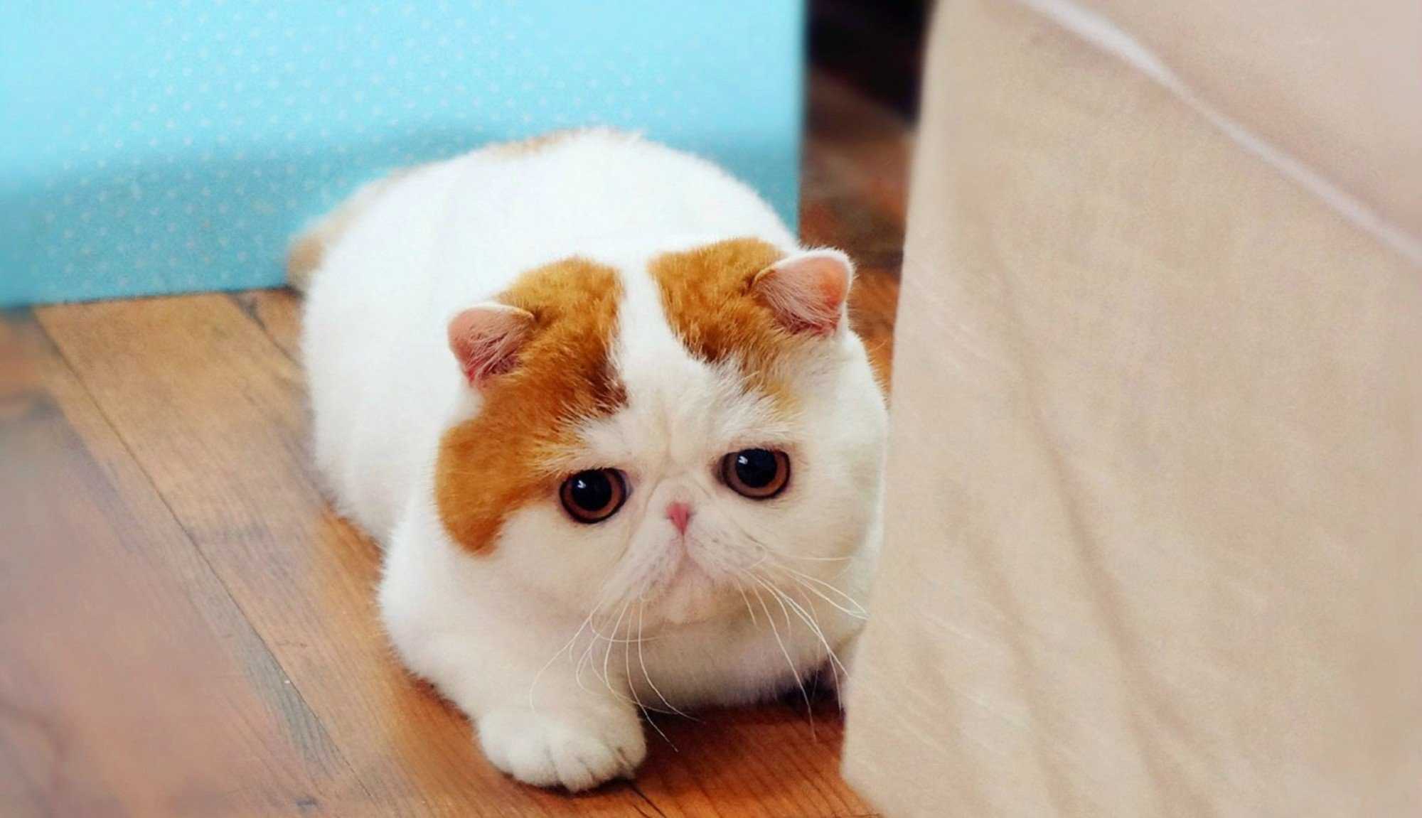 Породы кошек: 80+ пород с названиями и фотографиями