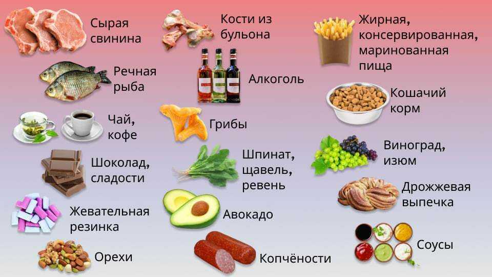 ᐉ инбридинг кошек: польза и вред