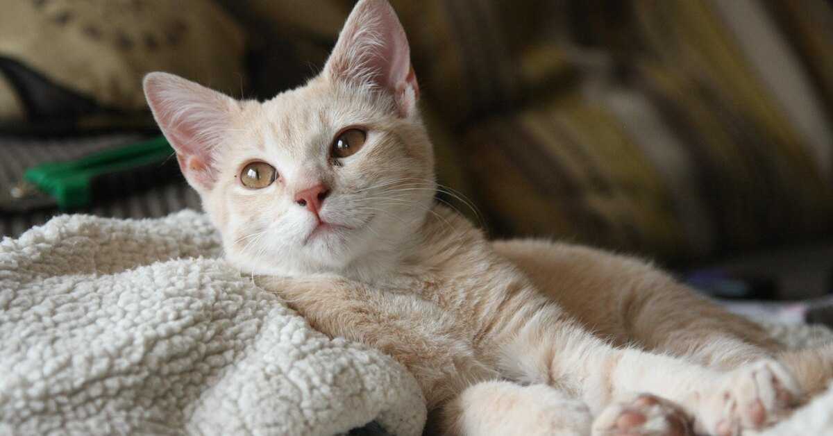 Почему кошки топчут лапками: 8 ответов на один простой вопрос