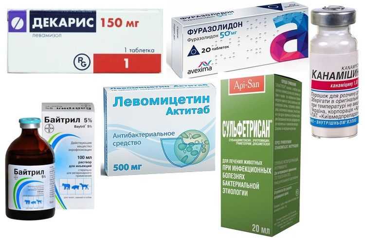 Описание симптомов и способов лечения всех болезней у котов: сводные таблицы