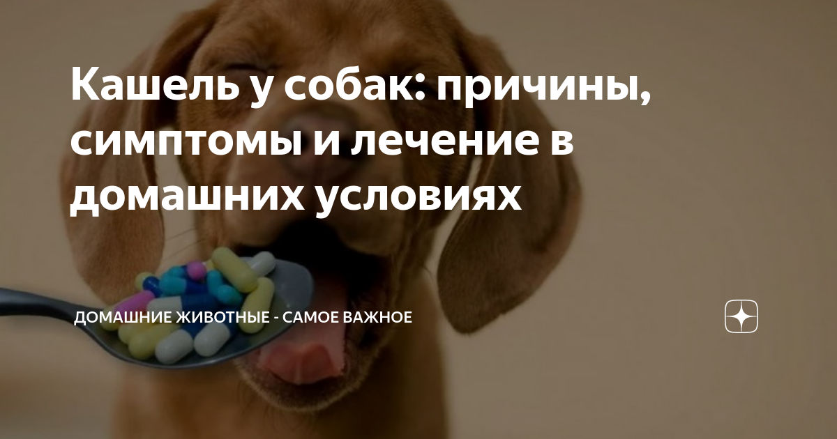 Собака кашляет как-будто подавилась, пытается что-то отрыгнуть - симптомы болезней и помощь