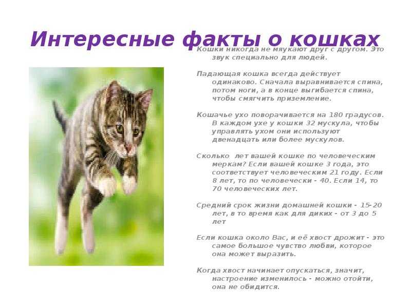 Почему кошки мурчат: интересные факты и предположения