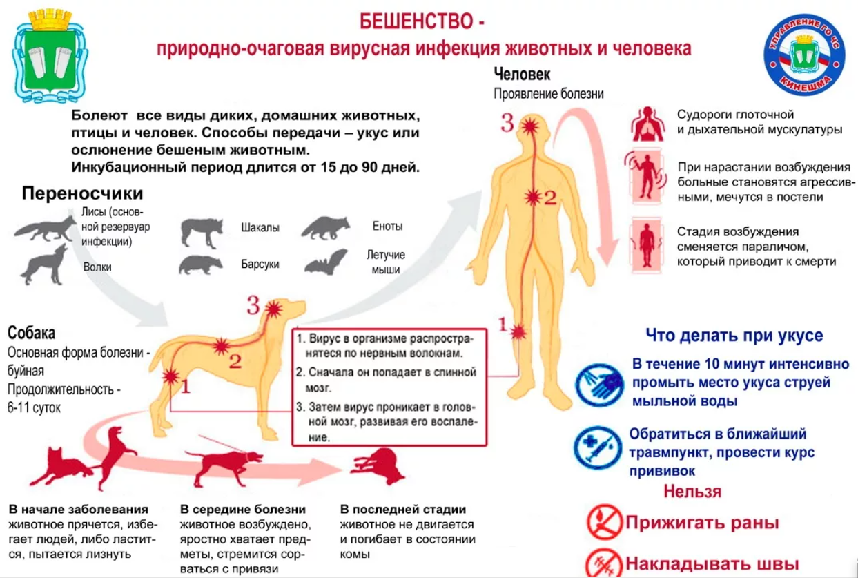 Бешенство у кошек: симптомы и признаки, опасность для человека