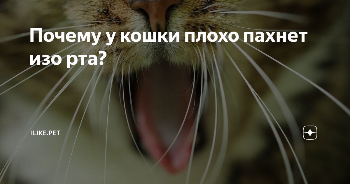 Почему у кошки пахнет изо рта - что делать, когда обращаться к ветеринару