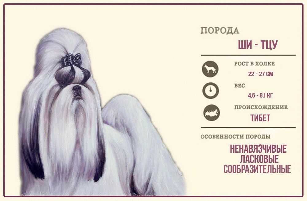 Ши-тцу фото, описание породы, характер, отзывы, уход, видео