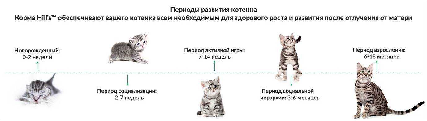 До какого возраста растут кошки и коты: нормальные показатели и отклонения, причины раннего прерывания роста, условия для развития котёнка