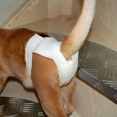 7 способов отучить кота метить территорию