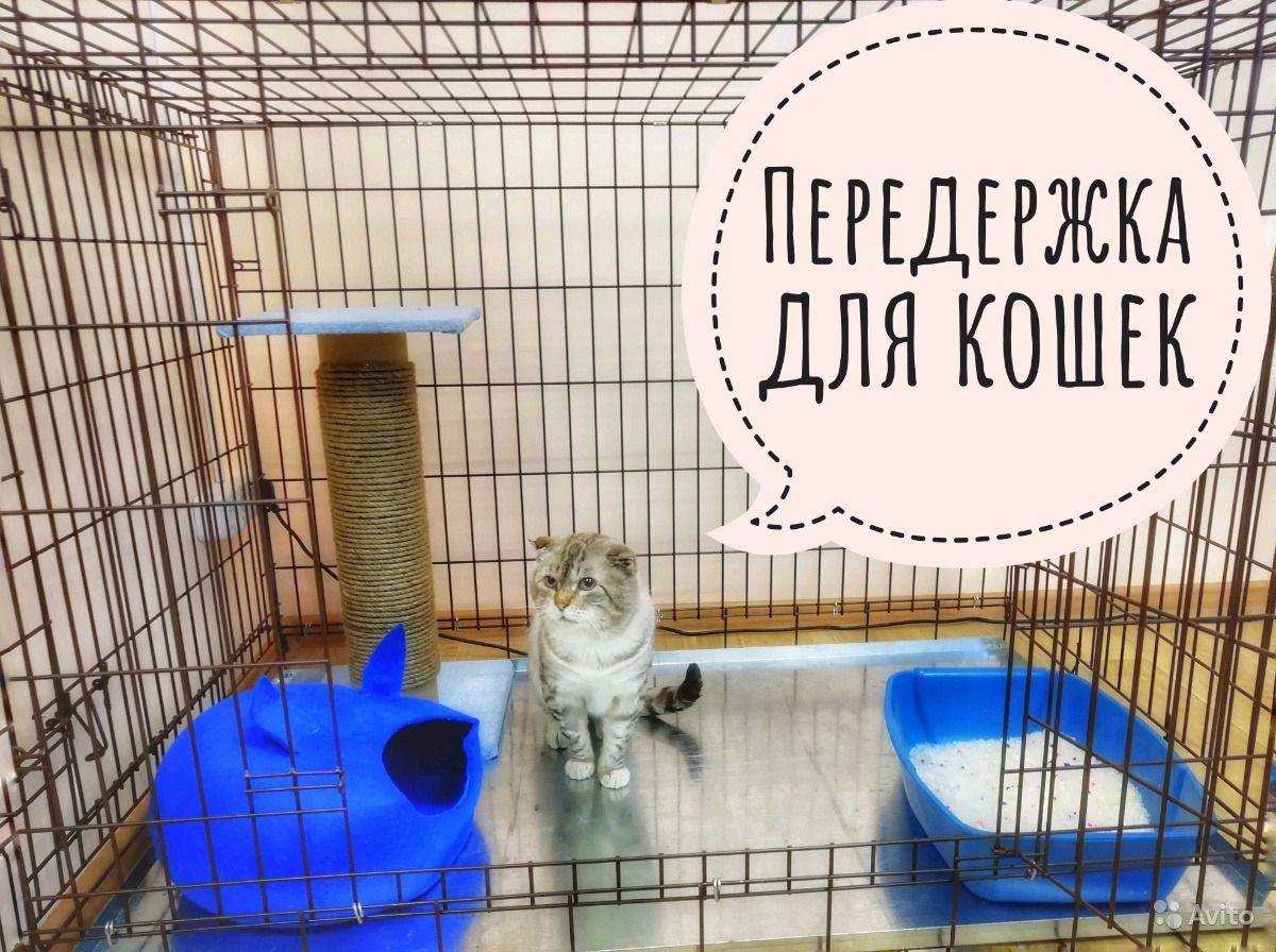 С кем можно оставить собак, если хозяин собирается в отпуск на несколько дней