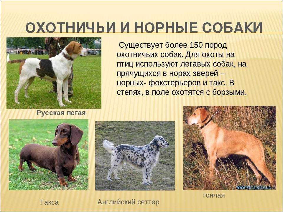 Норные породы собак