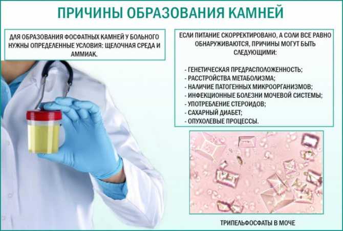Что означают трипельфосфаты в моче у кошки и как их лечить?