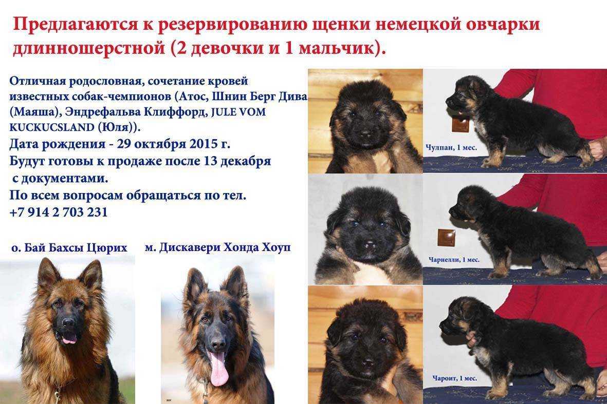 Цель приобретения щенка Где лучше купить собаку Какого возраста щенка лучше всего приобретать  Кого лучше купить мальчика или девочку