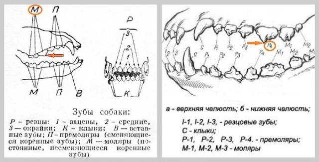 Строение ротовой полости у собаки
