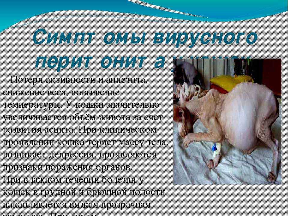 Энтерит у кошек: симптомы и лечение энтерита в домашних условиях