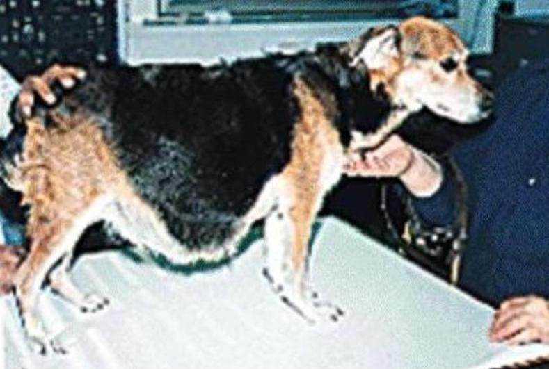 Сердечная недостаточность у собак: симптомы, прогноз - zoosecrets